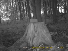 MIDDLE DETECTION
