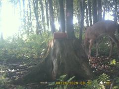 MIDDLE DETECTION
