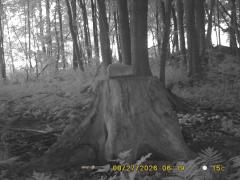 MIDDLE DETECTION