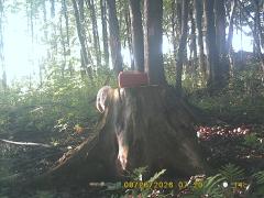 MIDDLE DETECTION