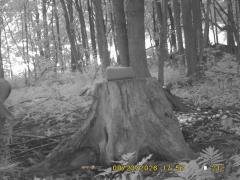 MIDDLE DETECTION