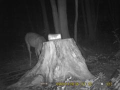 MIDDLE DETECTION