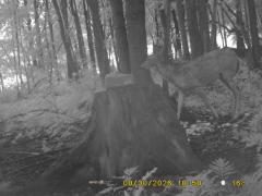 MIDDLE DETECTION