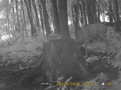 MIDDLE DETECTION