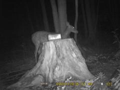 MIDDLE DETECTION