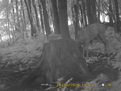 MIDDLE DETECTION