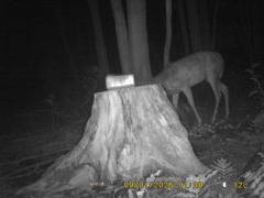 MIDDLE DETECTION