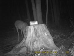 MIDDLE DETECTION