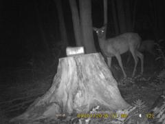 MIDDLE DETECTION