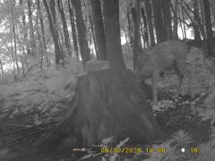 MIDDLE DETECTION