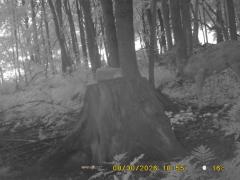 MIDDLE DETECTION