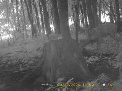 MIDDLE DETECTION