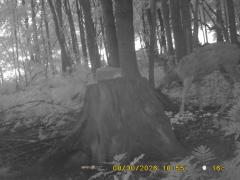 MIDDLE DETECTION
