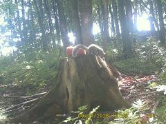 MIDDLE DETECTION