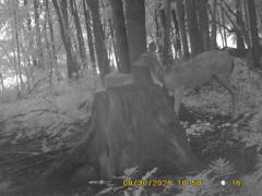 MIDDLE DETECTION