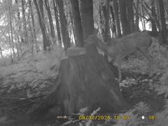 MIDDLE DETECTION