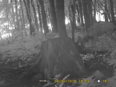 MIDDLE DETECTION