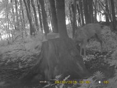 MIDDLE DETECTION