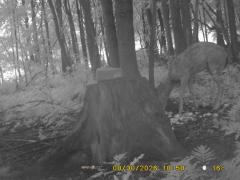 MIDDLE DETECTION