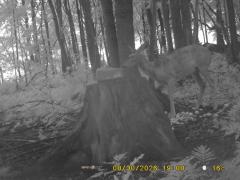 MIDDLE DETECTION