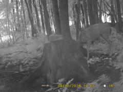 MIDDLE DETECTION