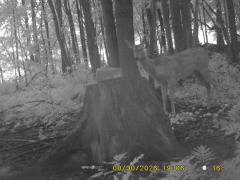MIDDLE DETECTION