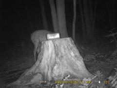 MIDDLE DETECTION