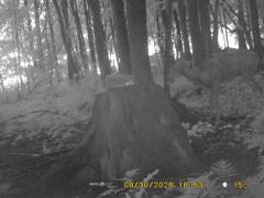 MIDDLE DETECTION