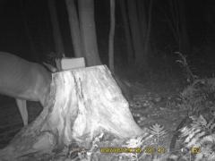 MIDDLE DETECTION
