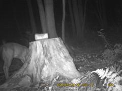 MIDDLE DETECTION