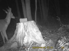 MIDDLE DETECTION