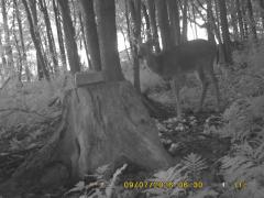 MIDDLE DETECTION