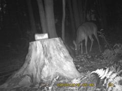 MIDDLE DETECTION