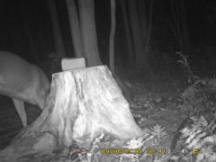 MIDDLE DETECTION