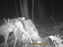 MIDDLE DETECTION