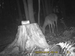 MIDDLE DETECTION