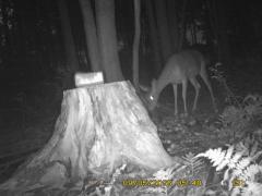 MIDDLE DETECTION
