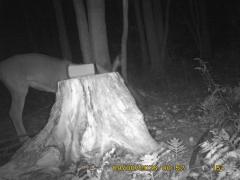 MIDDLE DETECTION