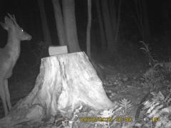 MIDDLE DETECTION