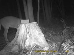 MIDDLE DETECTION