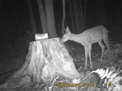 MIDDLE DETECTION