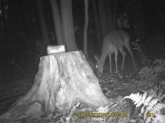 MIDDLE DETECTION