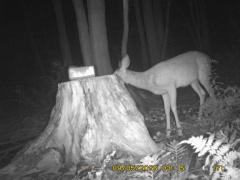 MIDDLE DETECTION