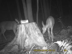 MIDDLE DETECTION