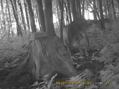 MIDDLE DETECTION