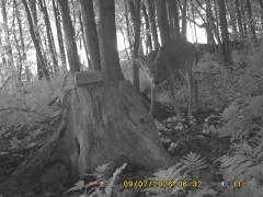 MIDDLE DETECTION