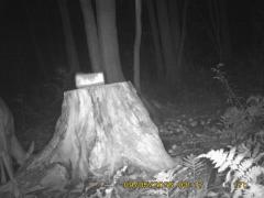 MIDDLE DETECTION