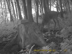 MIDDLE DETECTION