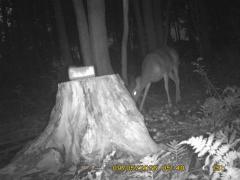 MIDDLE DETECTION