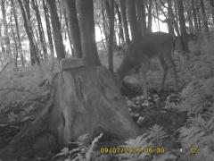 MIDDLE DETECTION